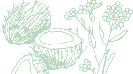 Light green Mary Kay skin care ingredient illustrations of coconut and rapeseed plant