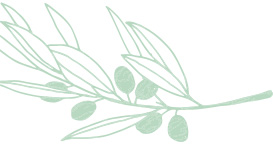 Light green Mary Kay skin care ingredient illustration of a squalane plant