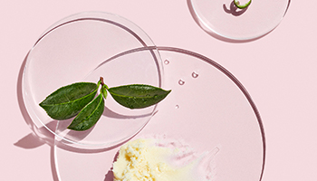 Petri dishes of shea butter and other skin care ingredients